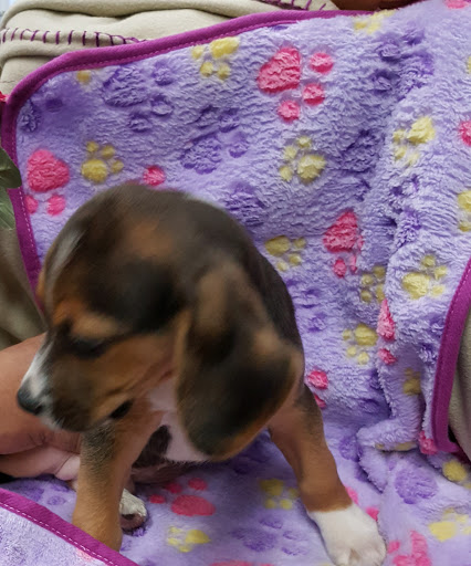 Pet Supply Store «Zoo-Rama Pets», reviews and photos, 2566 E Tremont Ave, Bronx, NY 10461, USA