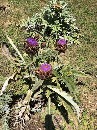 Tourist Attraction «The Bella Vista Ranch / First Texas Olive Oil Co.», reviews and photos, 3101 Mt Sharp Rd, Wimberley, TX 78676, USA