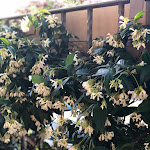 Photo n°11 de l'avis de Cherry’s.i fait le 11/06/2022 à 22:52 sur le  Lo Sfizio Griglieria Gastronomia Ristorante à San Teodoro