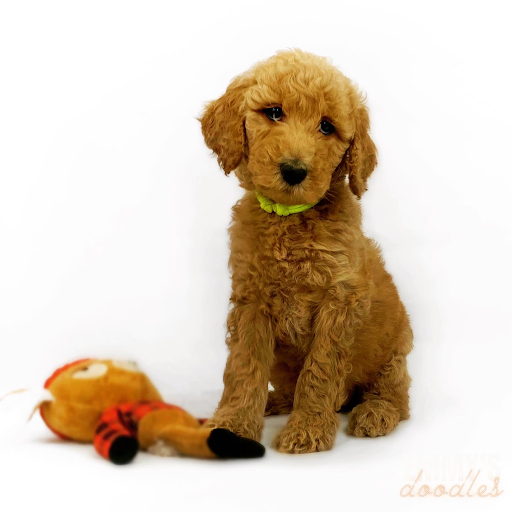 Pet Supplies Plus Knoxville Rating 4.5 & 672 Votes 7606 Mountain