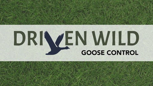Driven Wild Goose Control