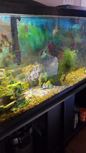 Pet Store «Deridder Pets», reviews and photos, 709 Mahlon St, DeRidder, LA 70634, USA