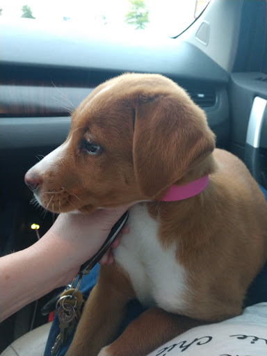 Pet Supply Store «PetSmart», reviews and photos, 1040 Cross Creek Dr, Saltillo, MS 38866, USA