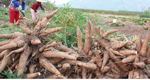 Top 3 cửa hàng bkav Huyện Tân Châu Tây Ninh 2022