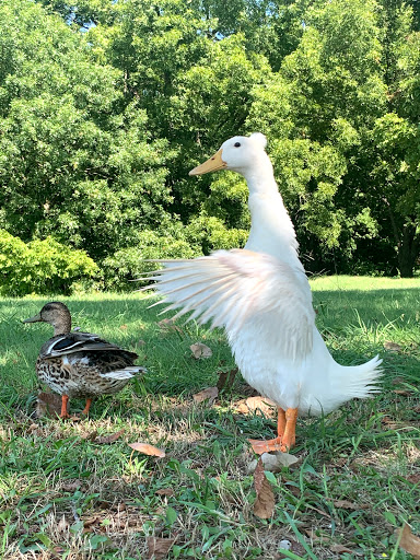 Park «Waterview Park», reviews and photos, 1700 Whitecliff Dr, Duncanville, TX 75137, USA