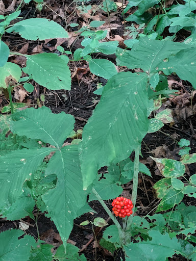 Park «Theodore Wirth Regional Park», reviews and photos, 1339 Theodore Wirth Pkwy, Golden Valley, MN 55422, USA