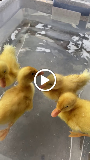 Department Store «Rural King», reviews and photos, 10400 Highland Rd, Hartland, MI 48353, USA