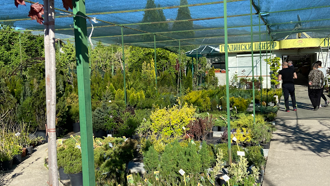 Градински център Ставрос Озеленяване поливни системи / Туя - Кюстендил