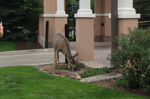 Tourist Attraction «Broadmoor Soaring Adventure», reviews and photos, 6 Lake Ave, Colorado Springs, CO 80906, USA