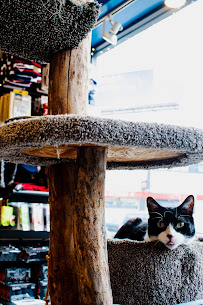 Ruff Haus Pets - Photo 9 - Car repair in Chicago, IL, Chicago