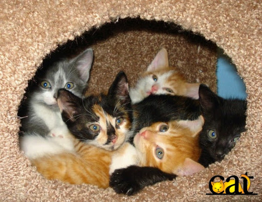 Cat Adoption Team
