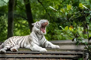 Tigres image