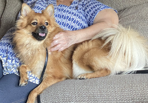 Pet Supply Store «PetSmart», reviews and photos, 3351 Jefferson Davis Hwy, Alexandria, VA 22305, USA