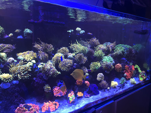 Aquarium «1st Class Aquarium», reviews and photos, 1167 Bay St, Staten Island, NY 10305, USA