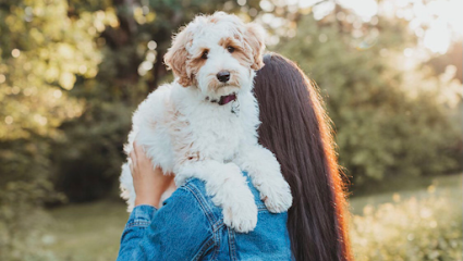 Rainier Labradoodles