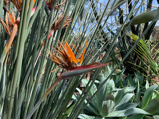 Botanical Garden «Mitchell Park Horticultural Conservatory», reviews and photos, 524 S Layton Blvd, Milwaukee, WI 53215, USA