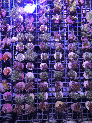 Reef Systems Coral Farm Inc image 4