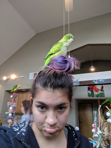 Bird Shop «Parrot & Bird Emporium Inc», reviews and photos, 360 N Westfield St, Feeding Hills, MA 01030, USA