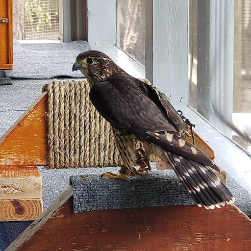 Zoo «Audubon Center for Birds of Prey», reviews and photos, 1101 Audubon Way, Maitland, FL 32751, USA