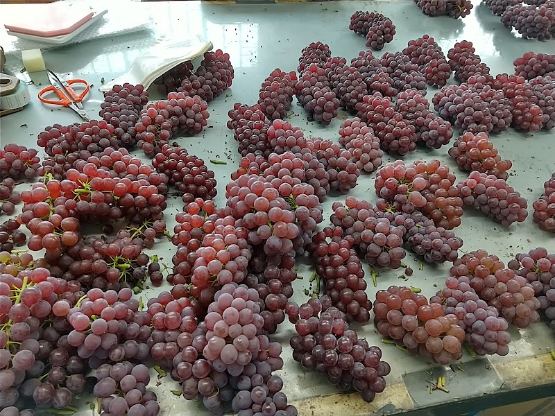 葡萄マルキ農園