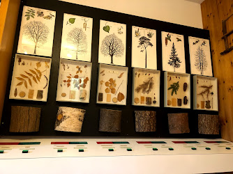 Waldmuseum mit Waldschule