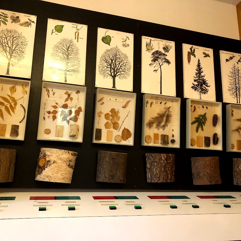 Waldmuseum mit Waldschule