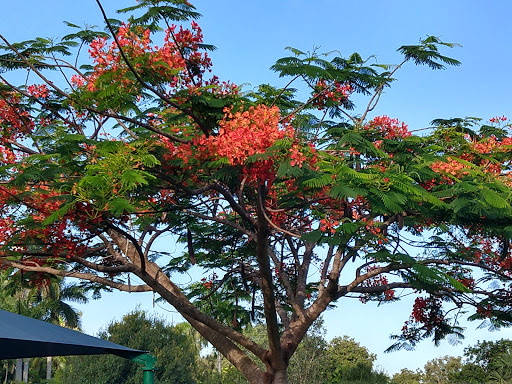 Museum «Old Davie School Historical Museum», reviews and photos, 6650 Griffin Rd, Davie, FL 33314, USA