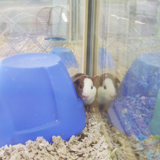 Pet Supply Store «Pet Supermarket», reviews and photos, 4690 W Irlo Bronson Memorial Hwy, Kissimmee, FL 34746, USA