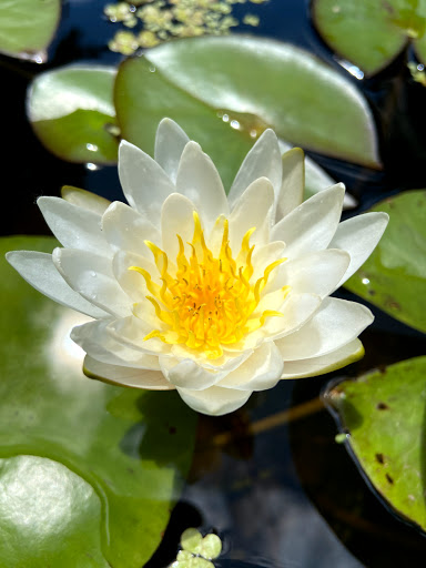 Gift Shop «Pondering Creations Farm», reviews and photos, 101 Allen St, Terryville, CT 06786, USA