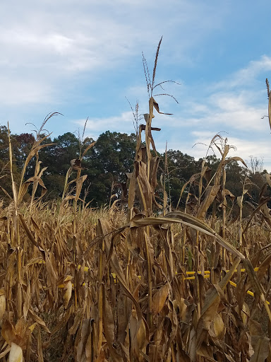 Tourist Attraction «Mitcham Farm», reviews and photos, 797 W Macedonia Church Rd, Oxford, GA 30054, USA