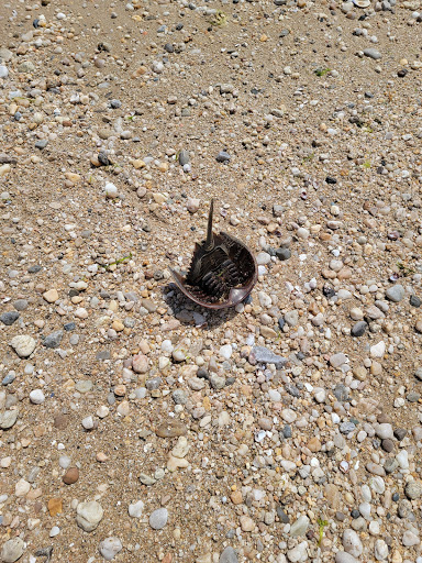 Golf Club «The Creek Club», reviews and photos, 1 Horse Hollow Rd, Locust Valley, NY 11560, USA