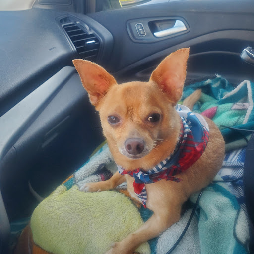 Pet Supply Store «PetSmart», reviews and photos, 842 Dawsonville Hwy, Gainesville, GA 30501, USA