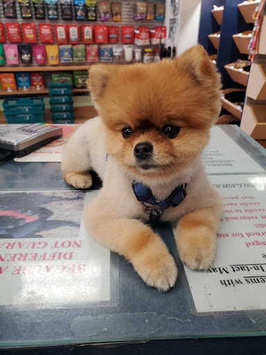 Pet Groomer «Brookline Grooming & Pet Supplies», reviews and photos, 146 Harvard St, Brookline, MA 02446, USA