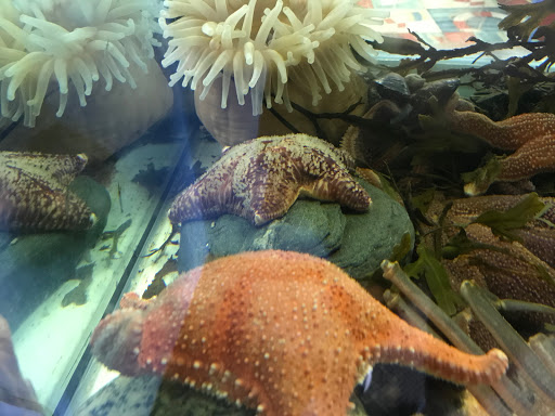 Aquarium «Explore the Ocean World, llc Oceanarium», reviews and photos, 367 Ocean Blvd, Hampton, NH 03842, USA