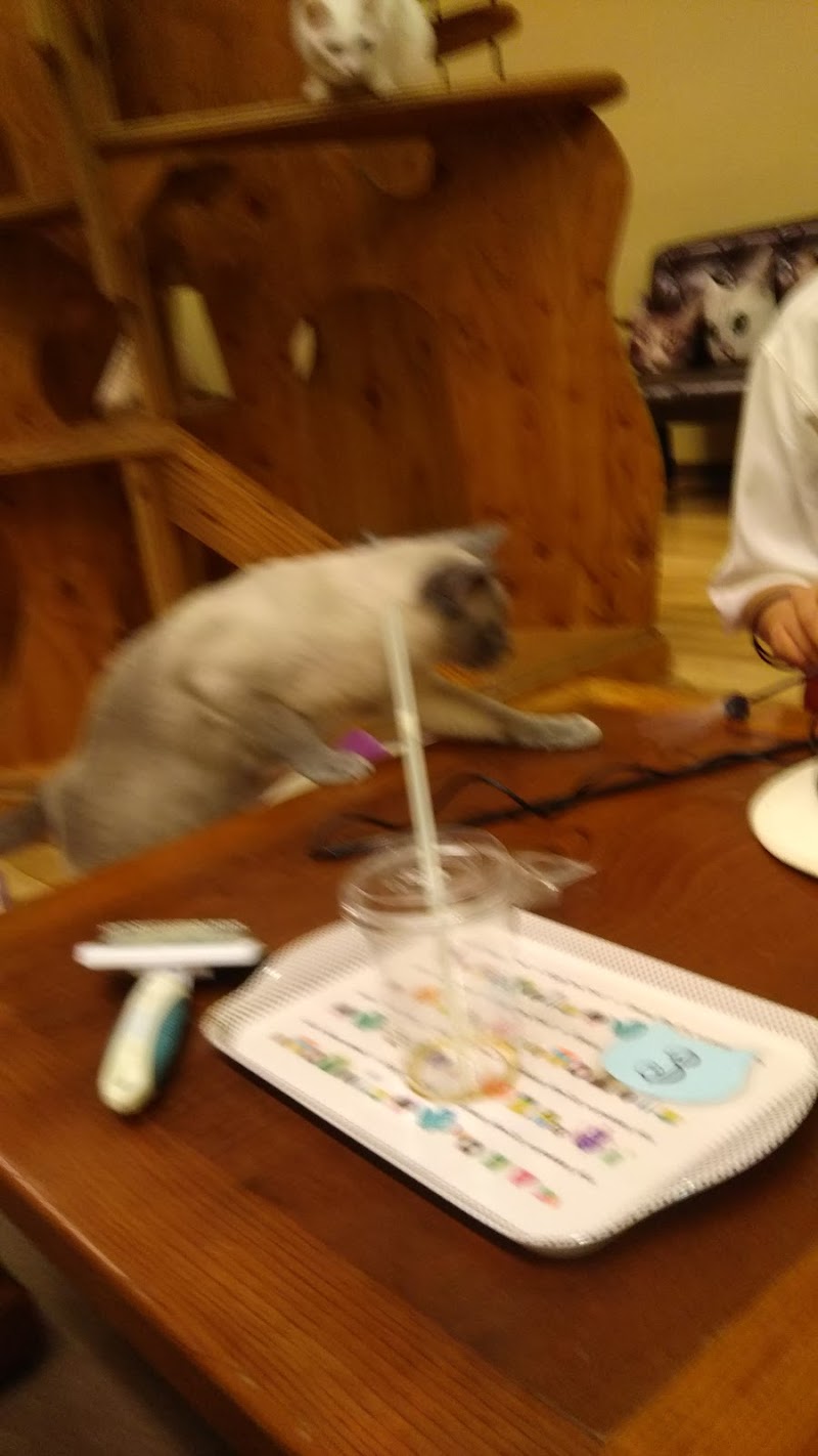 猫カフェ Baron 長野県安曇野市穂高柏原 カフェ 喫茶 カフェ グルコミ