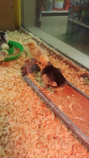 Animal Feed Store «Burns Feed Store», reviews and photos, 29215 SE Orient Dr, Gresham, OR 97080, USA