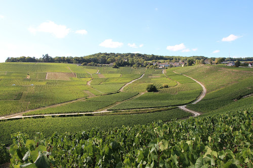 Champagne Le Berceau du Champagne - Coopérative des Vignerons d'Hautvillers à Hautvillers