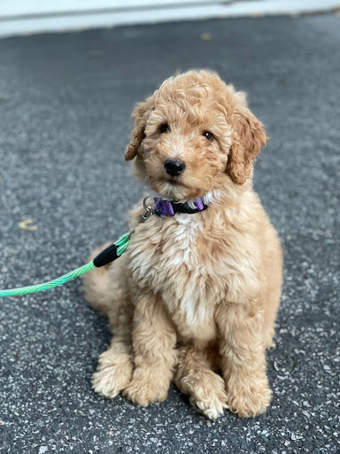 Pet Supply Store «Pet Supplies Plus», reviews and photos, 1030 Main St #10, Waltham, MA 02451, USA