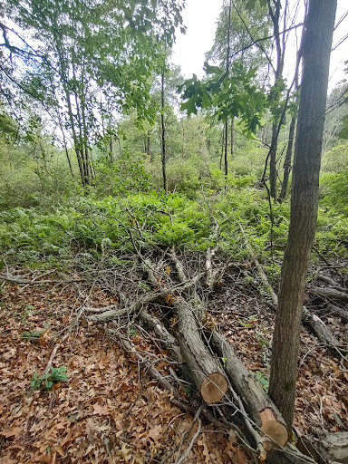 Nature Preserve «Tom S Cooperrider-Kent Bog State Nature Preserve», reviews and photos, 1028 Meloy Rd, Kent, OH 44240, USA