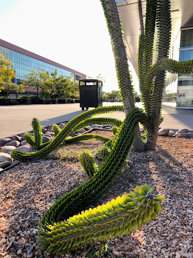 Community College «Palomar College», reviews and photos