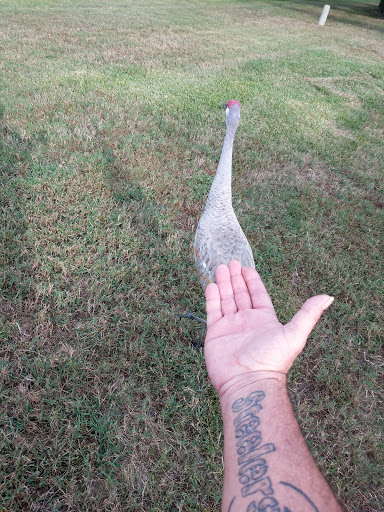 Golf Club «Scepter Golf Club reservations», reviews and photos, 1226 Newpoint Loop, Sun City Center, FL 33573, USA