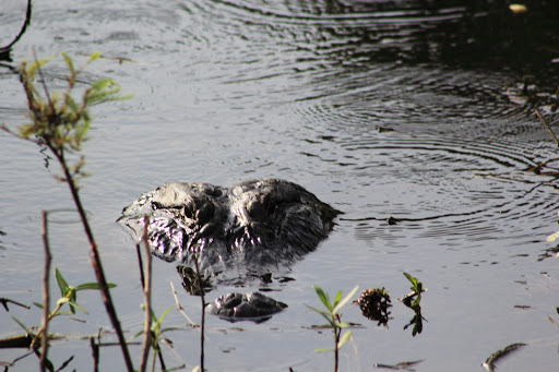 Park «Sheldon Lake State Park and Environmental Learning Center», reviews and photos, 14140 Garrett Rd, Houston, TX 77044, USA