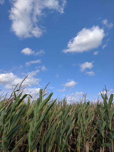 Tourist Attraction «Shipshewana Corn Maze», reviews and photos, 505 Morton St, Shipshewana, IN 46565, USA