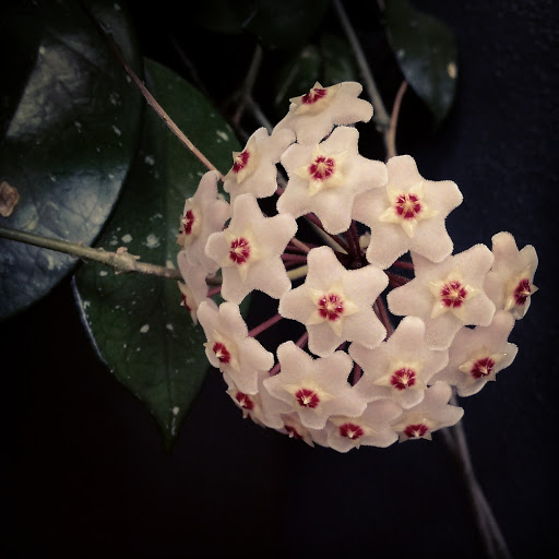 Minuteman Press Lloyd Center, 1015 NE Broadway St, Portland, OR 97232, USA, 