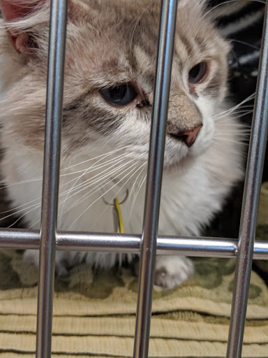 Non-Profit Organization «Heartland Humane Society», reviews and photos, 398 SW Twin Oaks Cir, Corvallis, OR 97333, USA