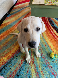 Metro Animals - Photo 5 - Car repair in Fort Worth, TX, Fort Worth