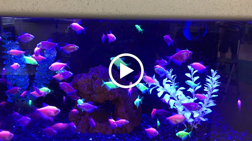 Pet Supply Store «Petco Animal Supplies», reviews and photos, 11331 W Broad St #151, Glen Allen, VA 23060, USA