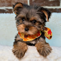 Shake A Paw - Photo 5 - Car repair in Union, NJ, Staten Island