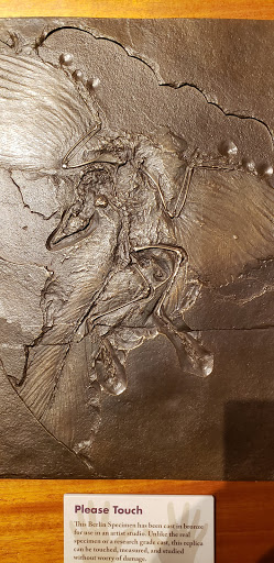 Museum «Museum of Natural and Cultural History», reviews and photos, 1680 E 15th Ave, Eugene, OR 97401, USA