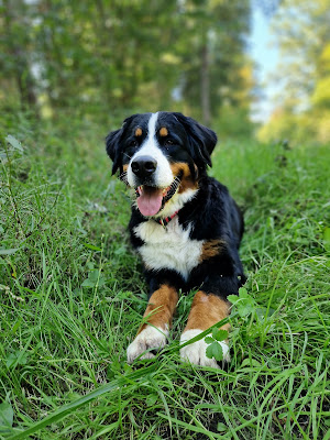 Dogs' N' Adventures à Betschdorf